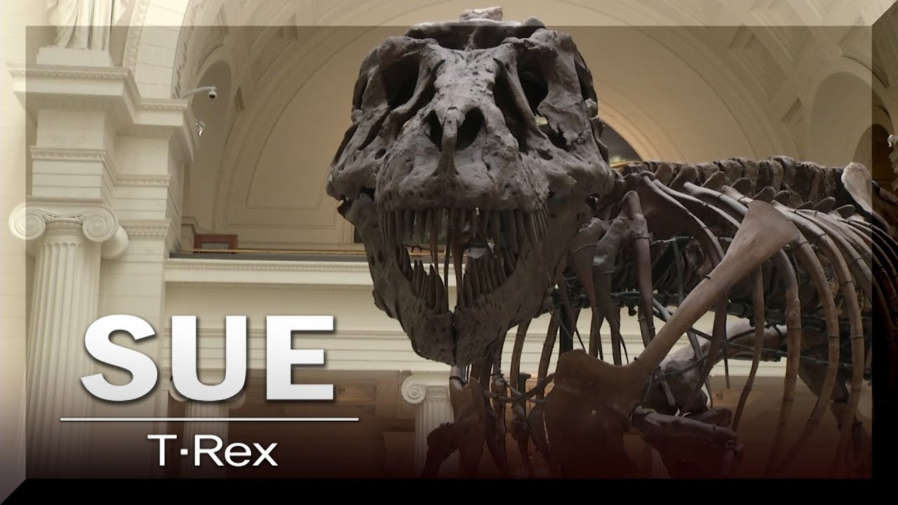 6천7백만 년 공룡 SUE ‘목욕재계’