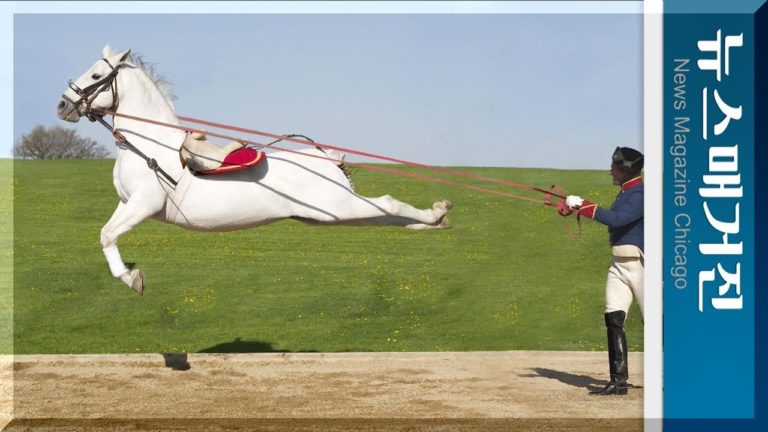 특별한 승마술 전통 Tempel Lipizzans