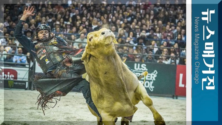 세계 황소타기대회, 시카고에서 열리다