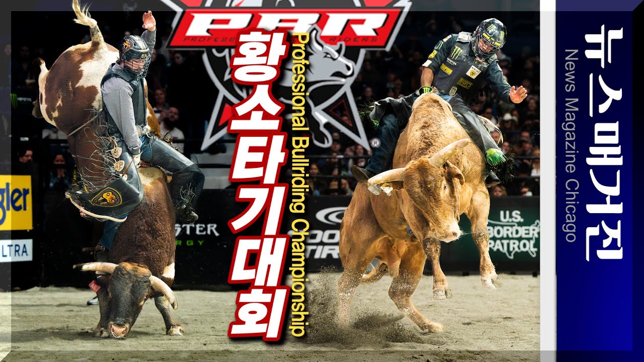 [영상] ‘1톤 황소를 이겨라’ 세계 황소타기대회