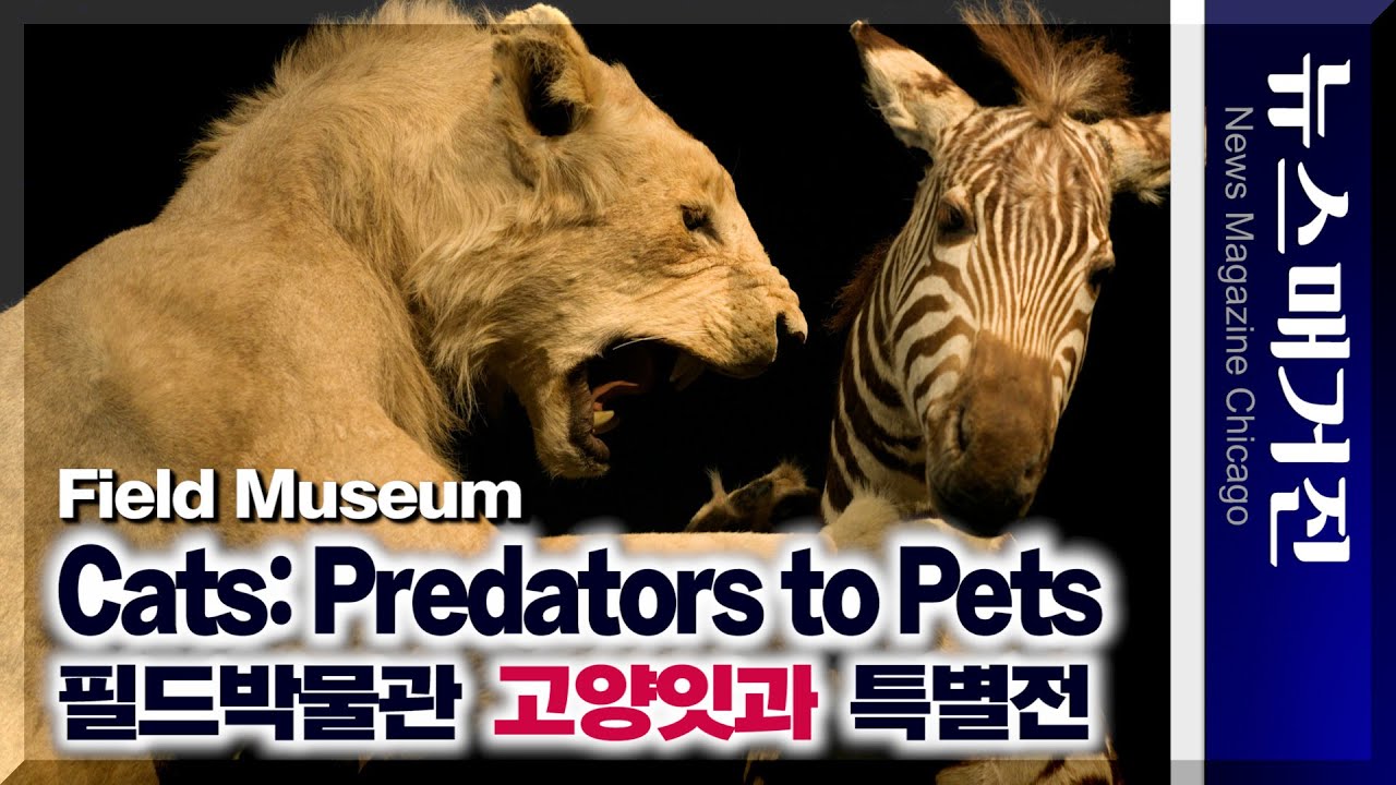 필드박물관 전시 ‘고양잇과: 포식자에서 애완동물까지’